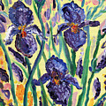 Iris garden